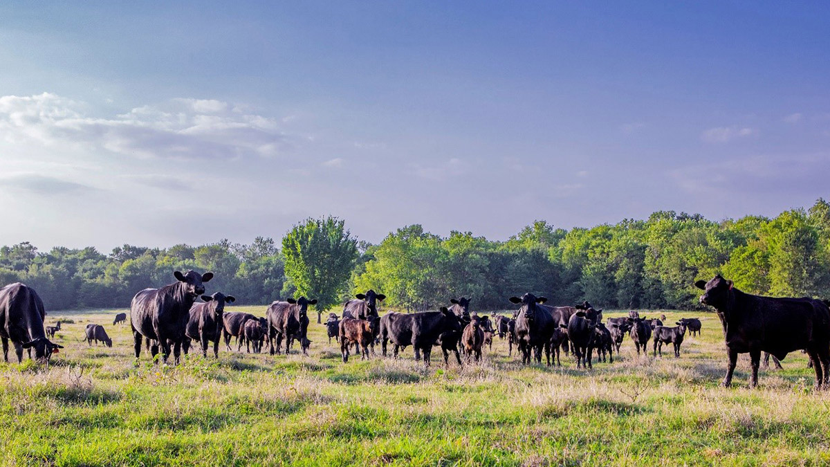 Cows in a field